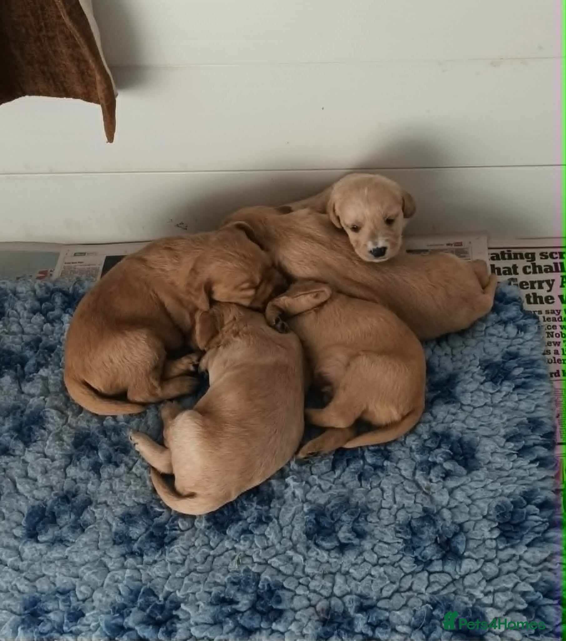 Labradoodle dogs GOLD MINIATURE LABRADOODLE PUPS / LICENCED BREEDER - Advert 1