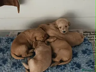 Labradoodle dogs GOLD MINIATURE LABRADOODLE PUPS / LICENCED BREEDER - Advert 2