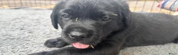 Labrador Retriever dogs for sale: Black Labrador pups, KC, dna tests, great scores - Advert 33