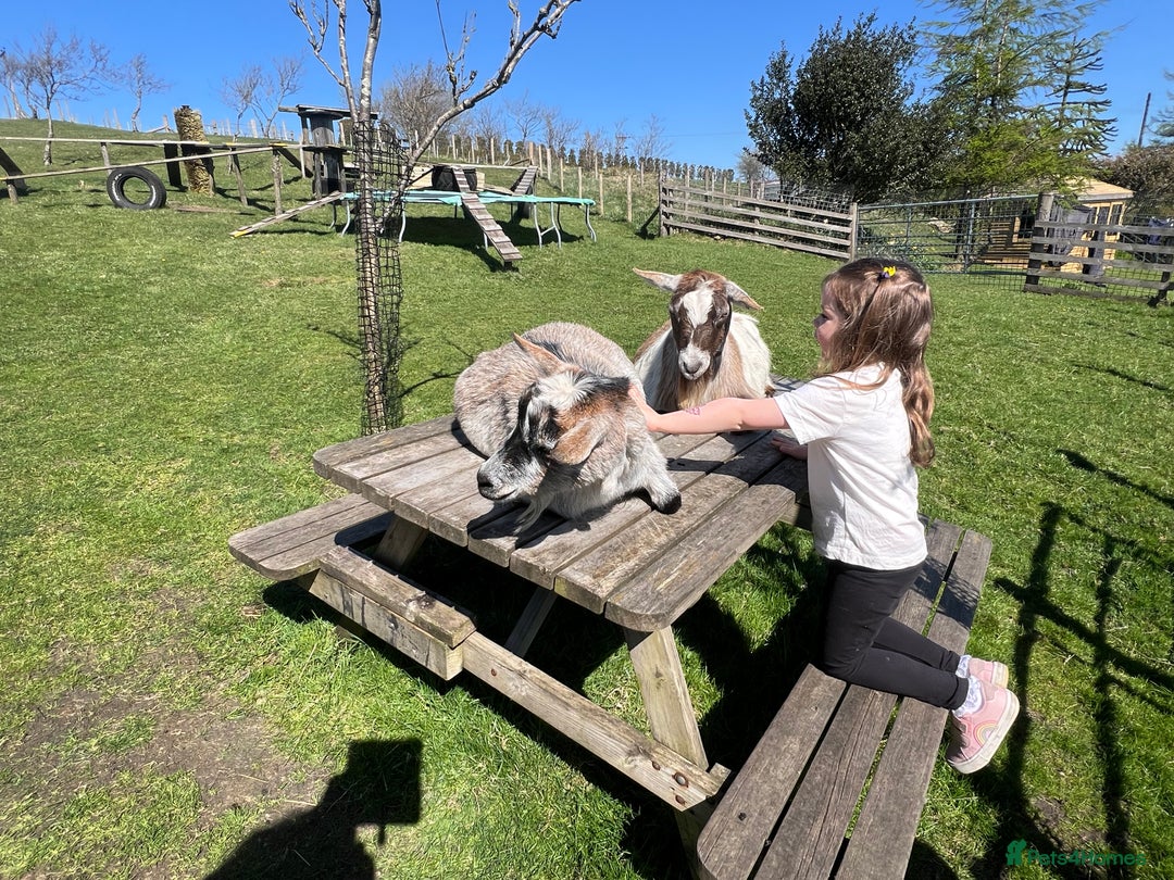 Goats livestock for sale: Pygmy nanny’s disbudded CAE and johnnes tested - Image 3
