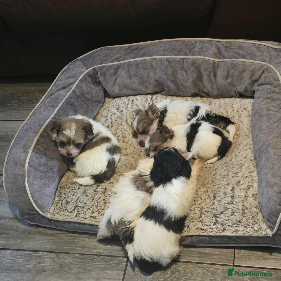 Mixed Breed dogs for sale: 5 Lhasa Apso × Yorkshire Terrier puppies for sale  - Advert 10