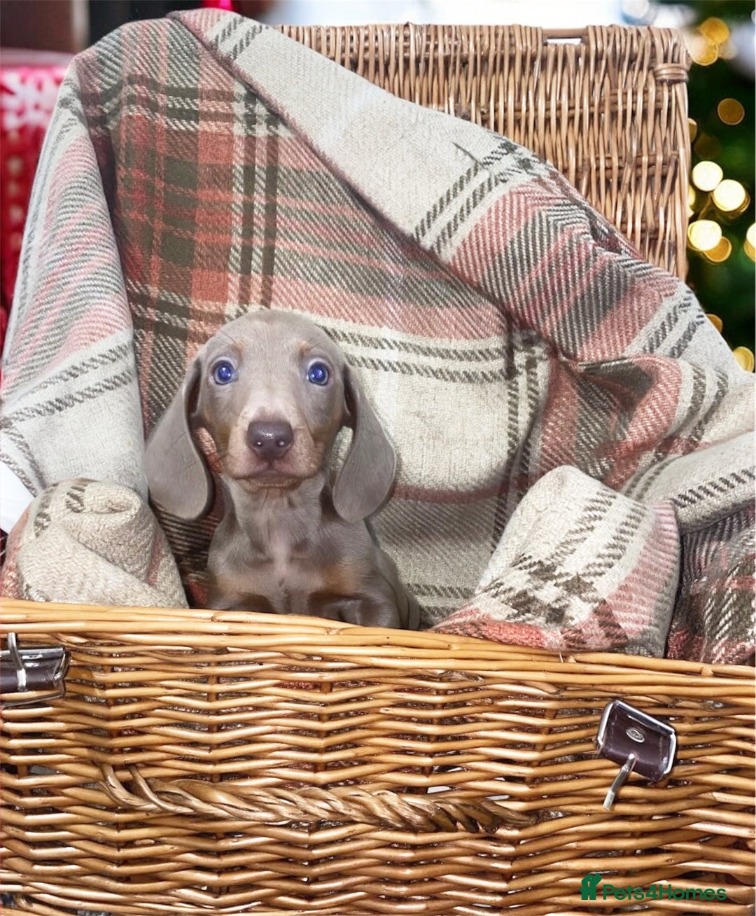 Miniature Dachshund dogs for sale: 3 beautiful miniature dachshund boys - Advert 9