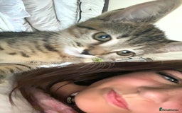 Bengal cats for sale: beautiful bengal kitten  - Image 11
