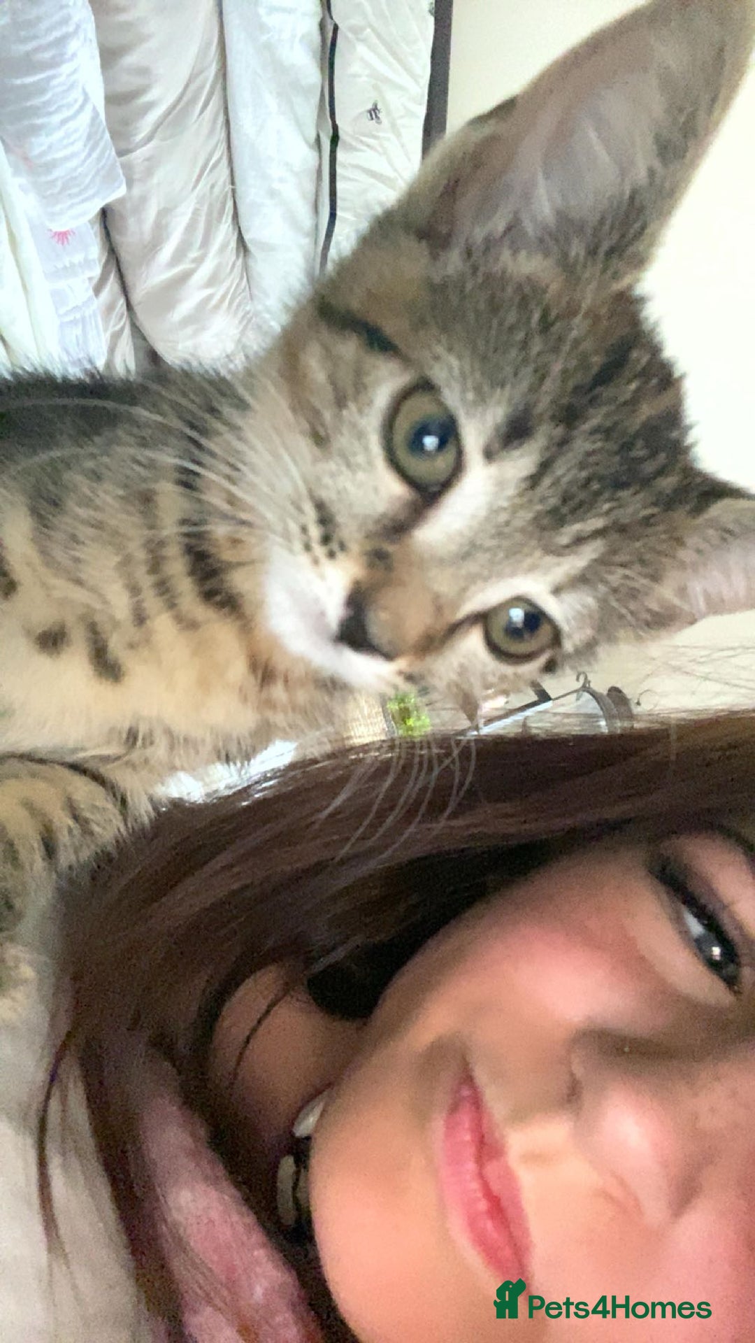 Bengal cats for sale: beautiful bengal kitten  - Image 11