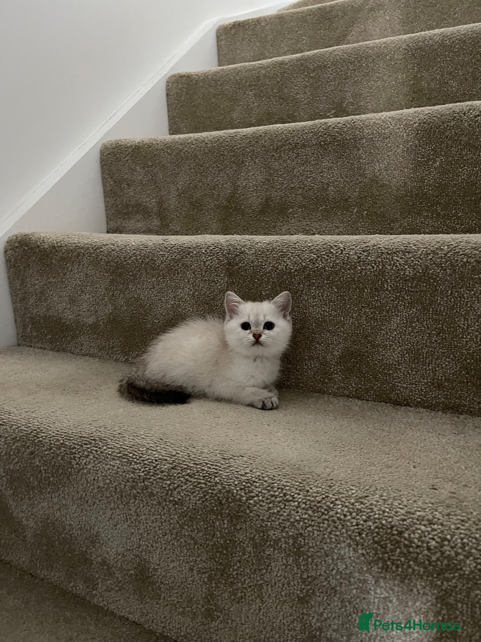 Scottish Fold cats PUREBRED SCOTTISH FOLD LONGHAIR & SHORTHAIR KITTEN - Advert 2