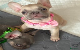 French Bulldog dogs for sale: Last 3 pups available !!Kc French bulldog puppy’s  - Image 26