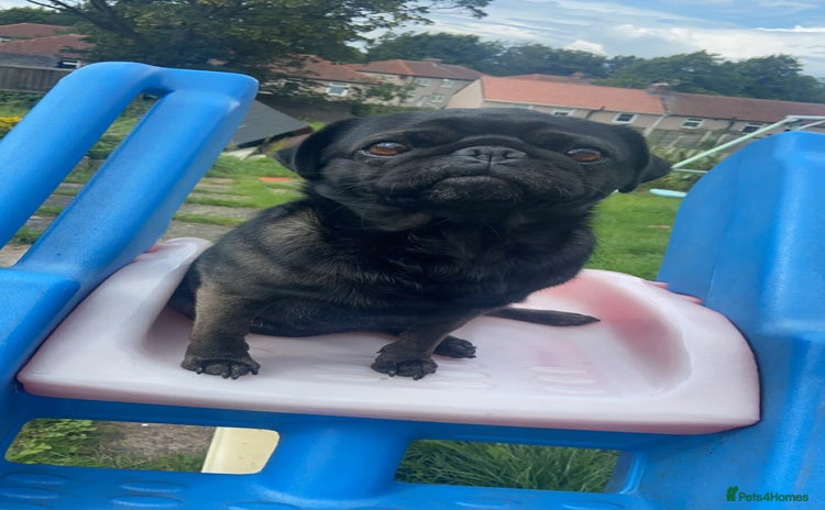 Frug dogs 3 frug puppies looking for there forever homes. - Advert 1