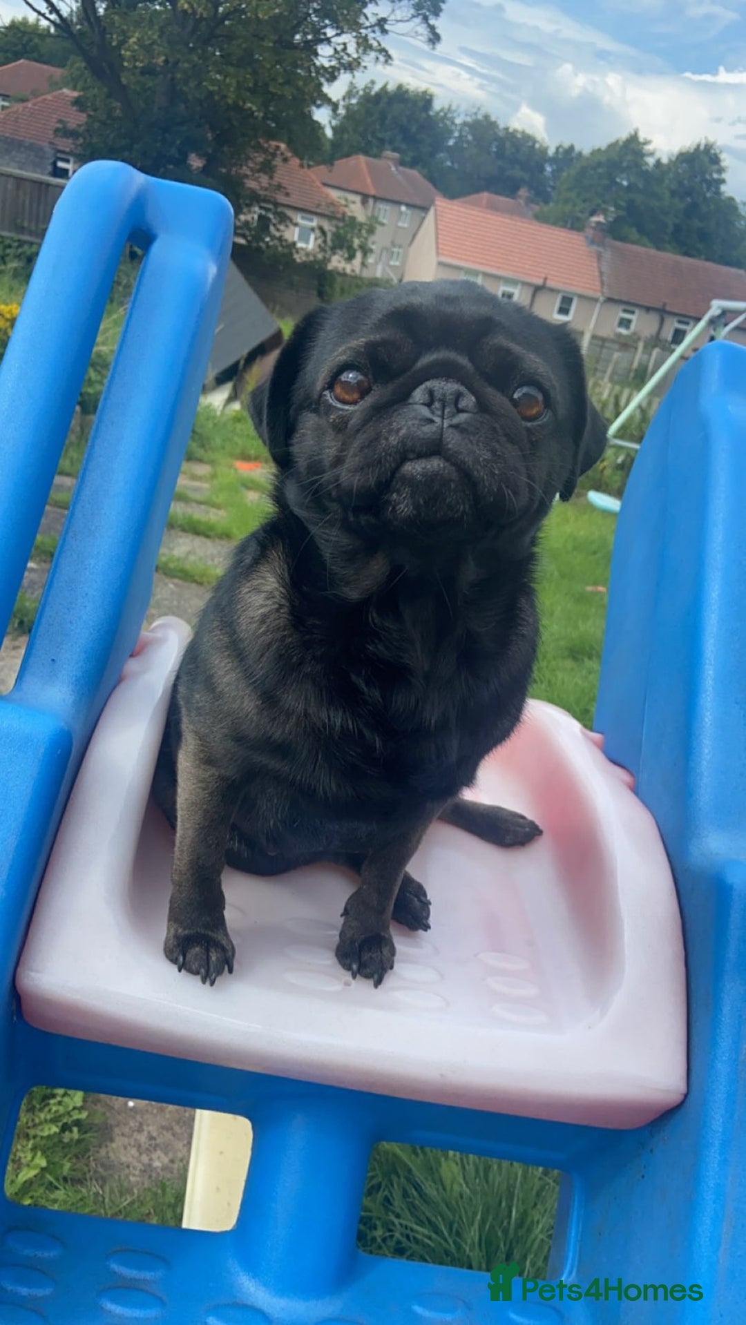 Frug dogs for sale: 3 frug puppies looking for there forever homes. - Advert 1