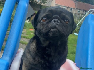 Frug dogs 3 frug puppies looking for there forever homes. - Advert 1