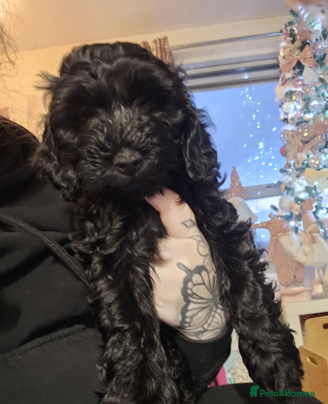 Cockapoo dogs for sale: Beautiful F2 Cockapoos Looking for Forever Home! - Advert 3