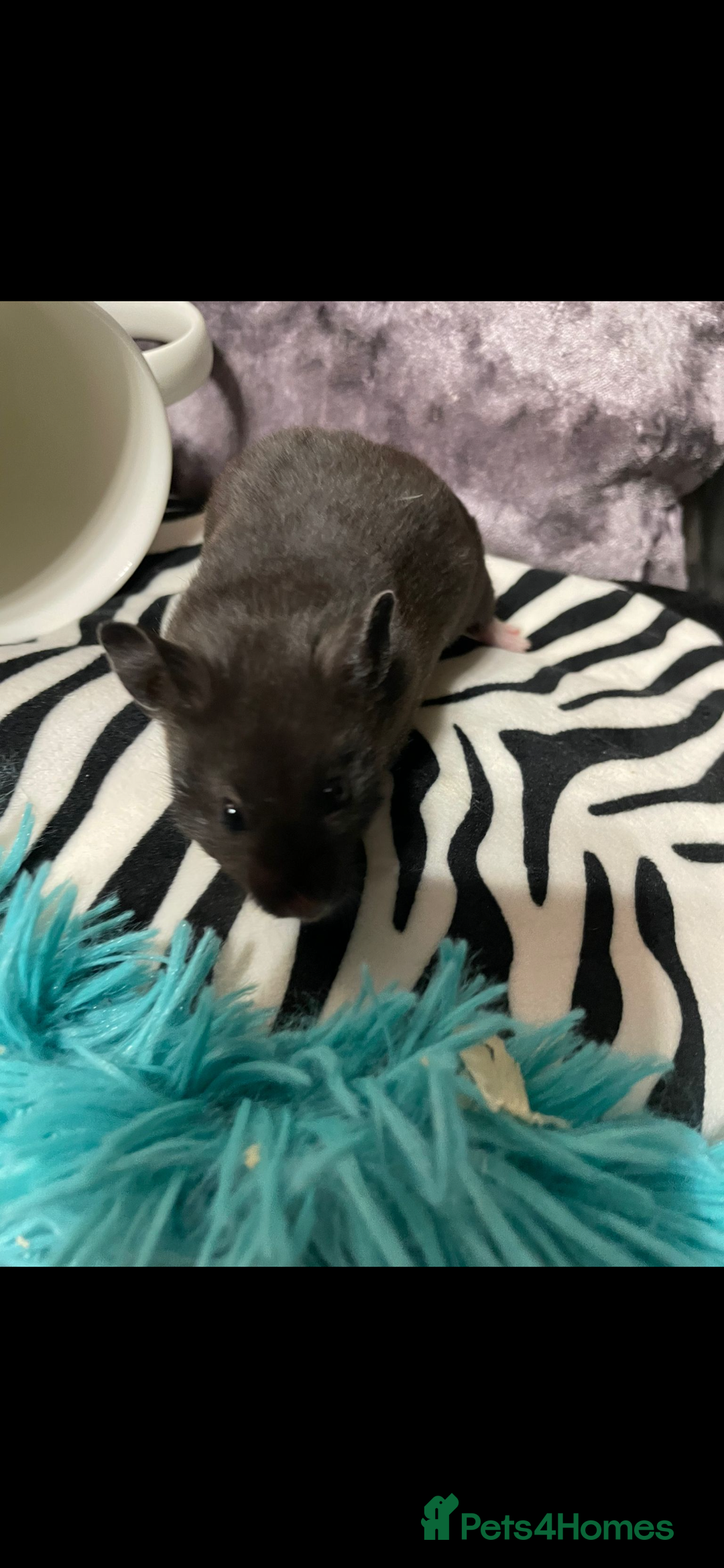 Hamster rodents for sale: Baby female Syrian hamsters from show stock  - Advert 15