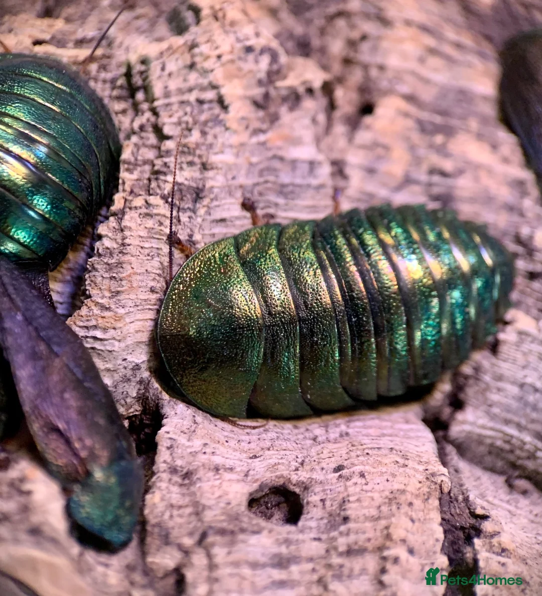 Cockroaches invertebrates for sale: 8x Nymphs of P. magnifica, the Emerald Cockroach - Advert 2