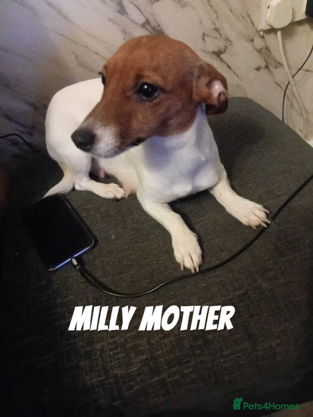Jack Russell dogs for sale: Full pedigree jack russle pups  - Advert 1