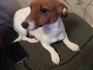 Jack Russell dogs Full pedigree jack russle pups - Advert 3