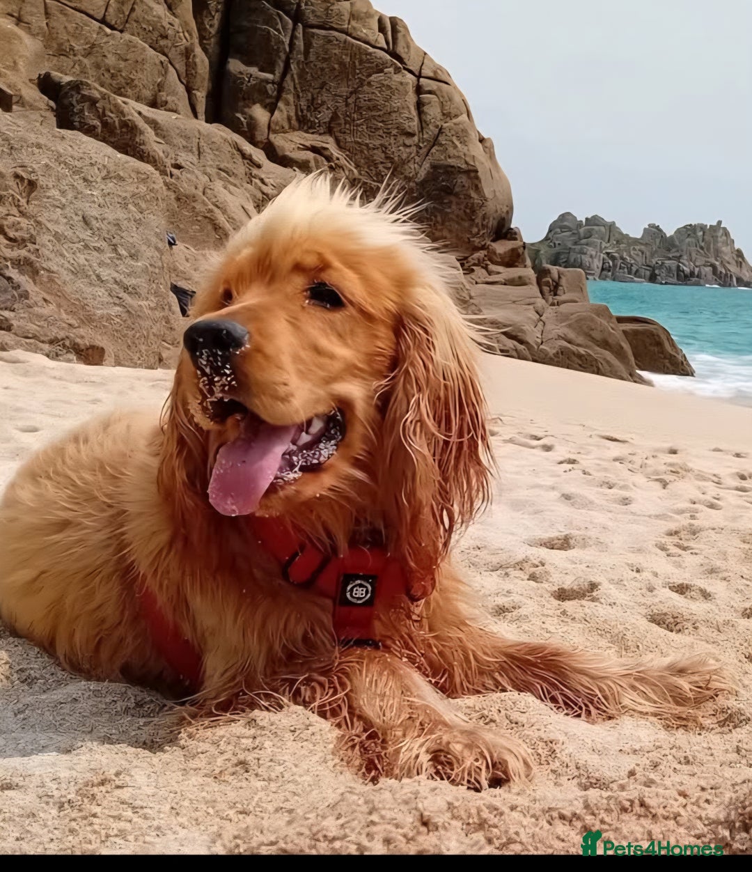 Cocker Spaniel dogs for sale: KC Golden Show Spaniels - Advert 15