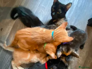 Mixed Breed cats 7 beautiful kittens - Advert 4