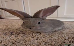 Continental Giant rabbits for sale: Beautiful continental giants bunnies - Image 3