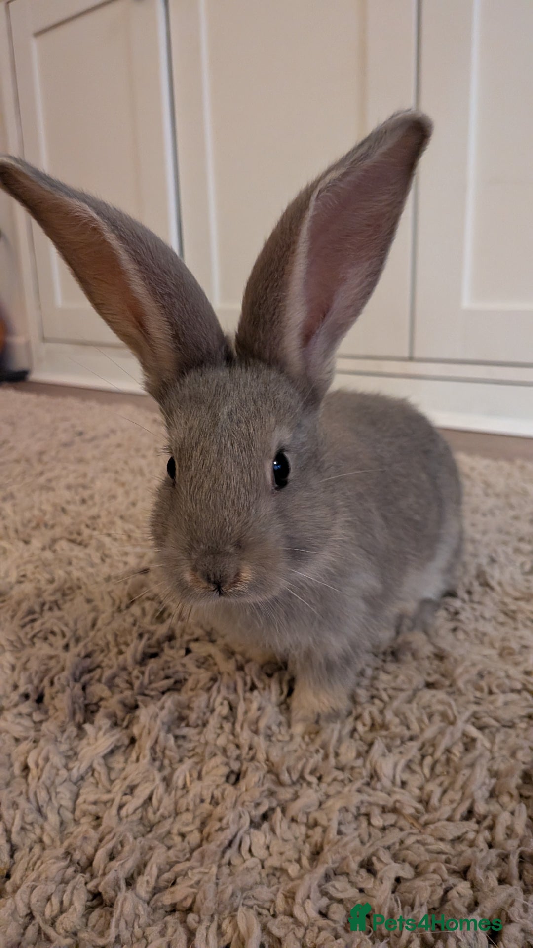 Continental Giant rabbits for sale: Beautiful continental giants bunnies - Image 3