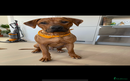 Rhodesian Ridgeback dogs for stud: Stud Rhodesian Ridgeback Stanley.  - Image 16