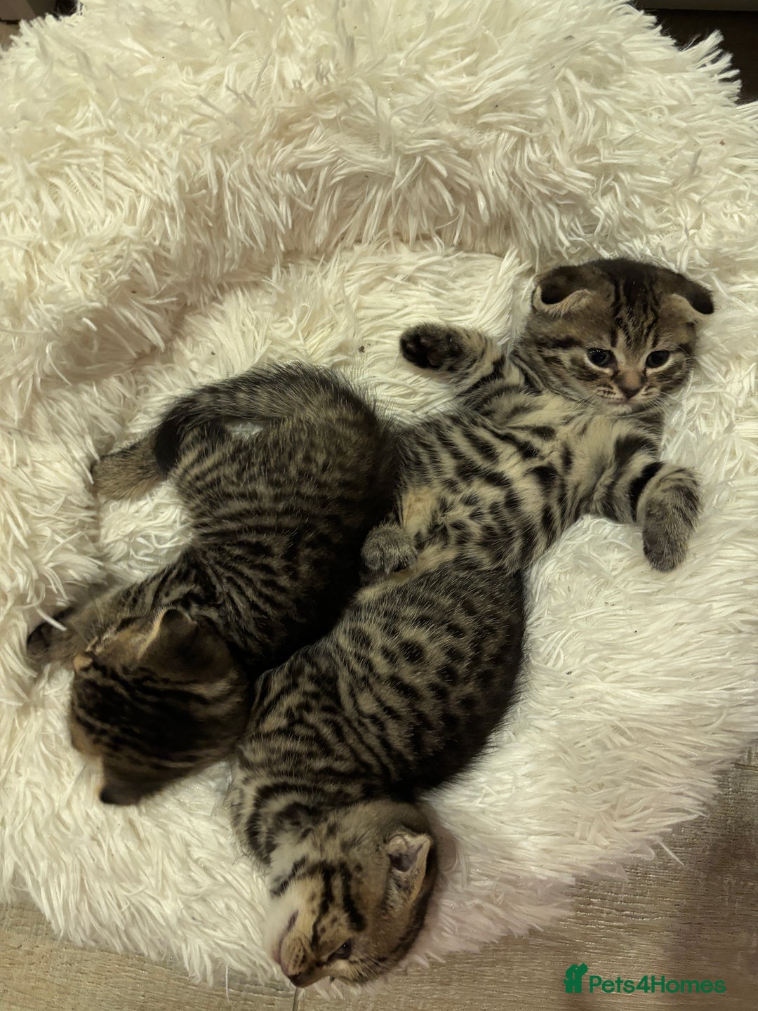Mixed Breed cats for sale: Tabby Scottish Fold kittens - Advert 4