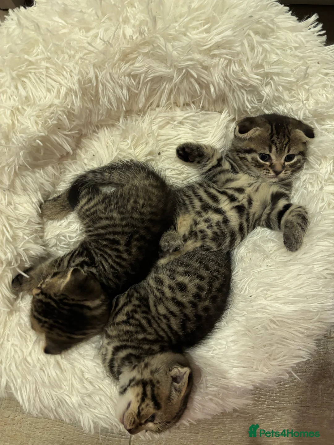 Mixed Breed cats for sale: Tabby Scottish Fold kittens - Advert 4