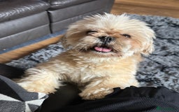 Lhasa Apso dogs for sale: Lhasa apso - Image 9