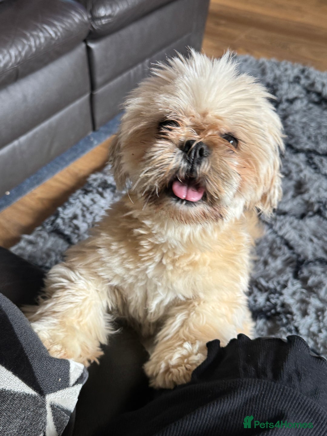 Lhasa Apso dogs for sale: Lhasa apso - Image 9