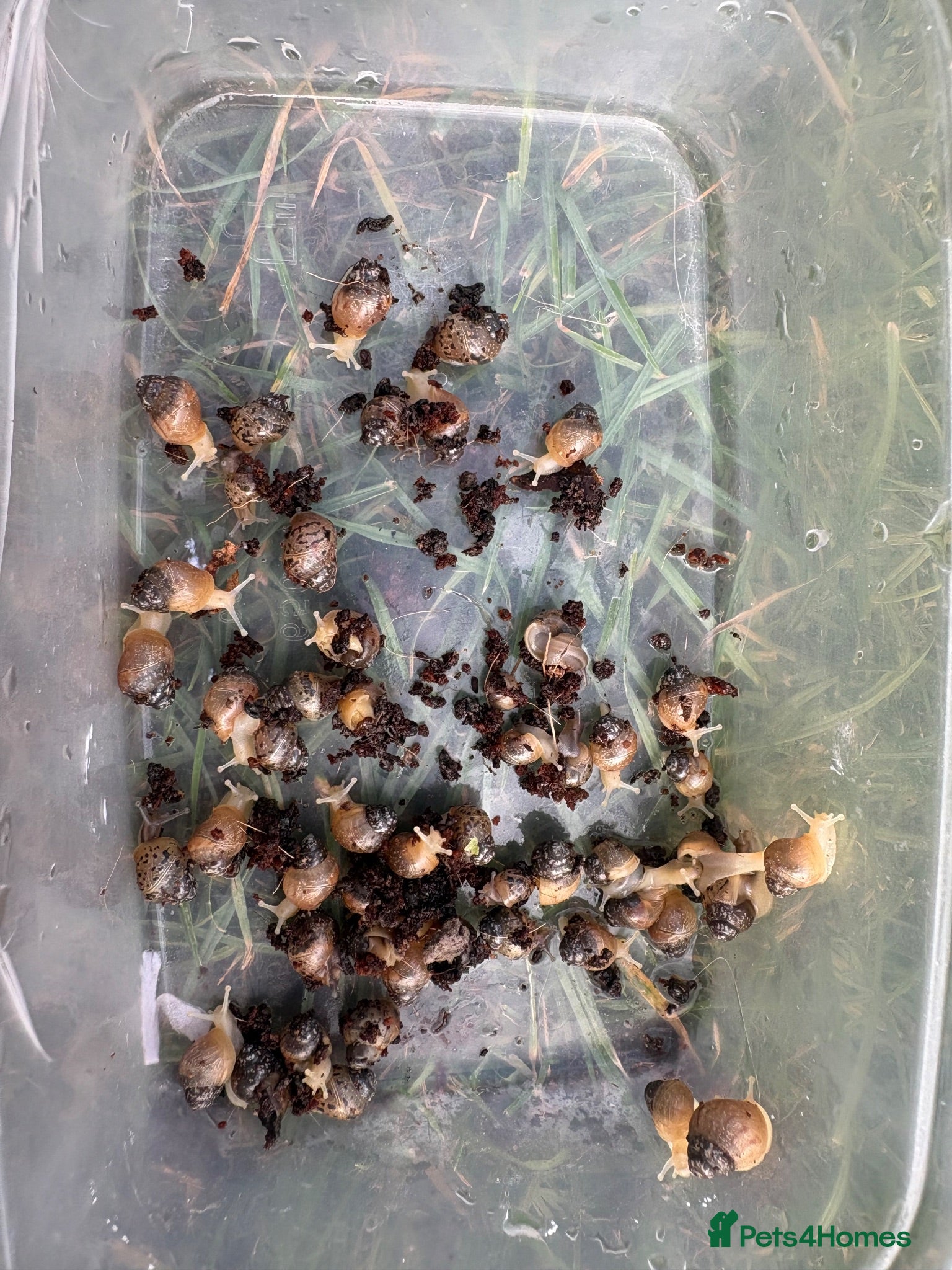 Snails invertebrates Giant african land snail babies  - Advert 1