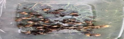 Snails invertebrates for sale: Giant african land snail babies  - Advert 1