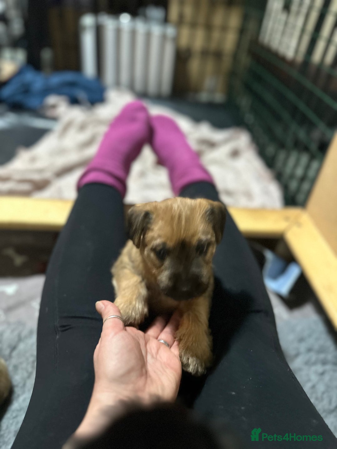 Patterdale Terrier dogs for sale: 5 Gorgeous Patterdale Puppies  - Advert 35