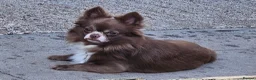 Chihuahua dogs for sale: 2 long coated chihuahua pups  - Advert 2