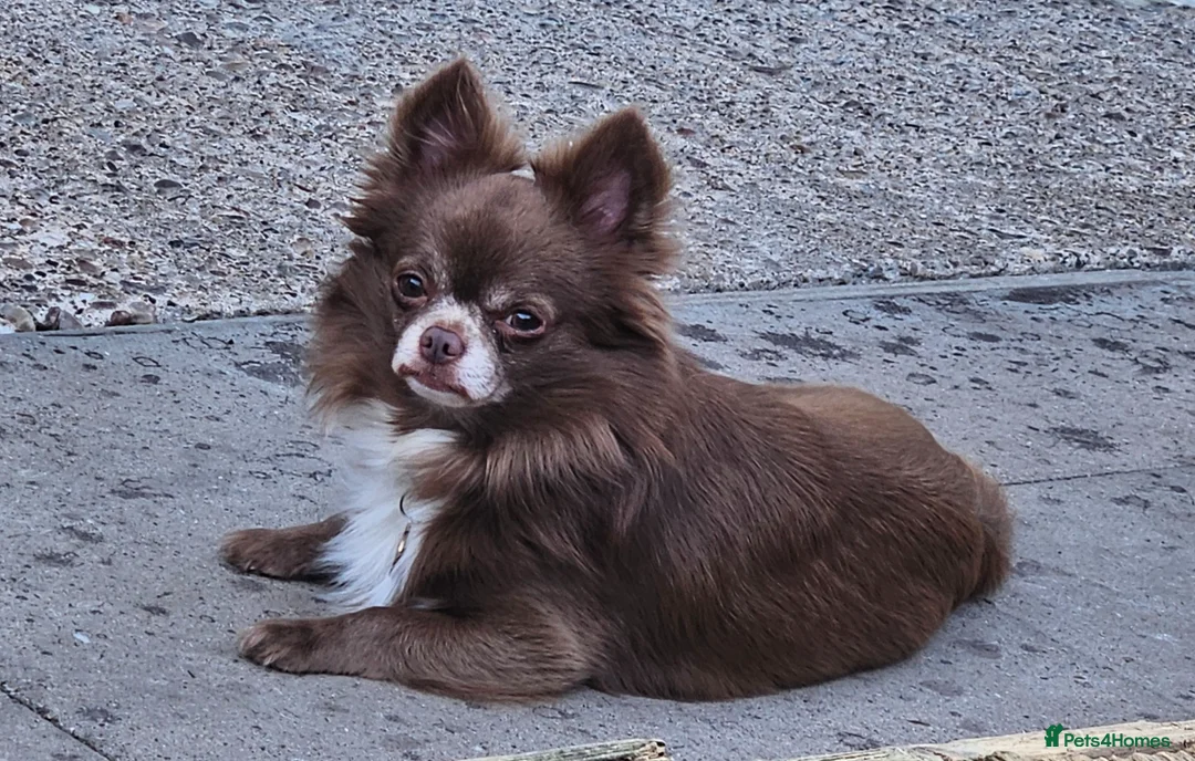 Chihuahua dogs for sale: 2 long coated chihuahua pups  - Advert 2