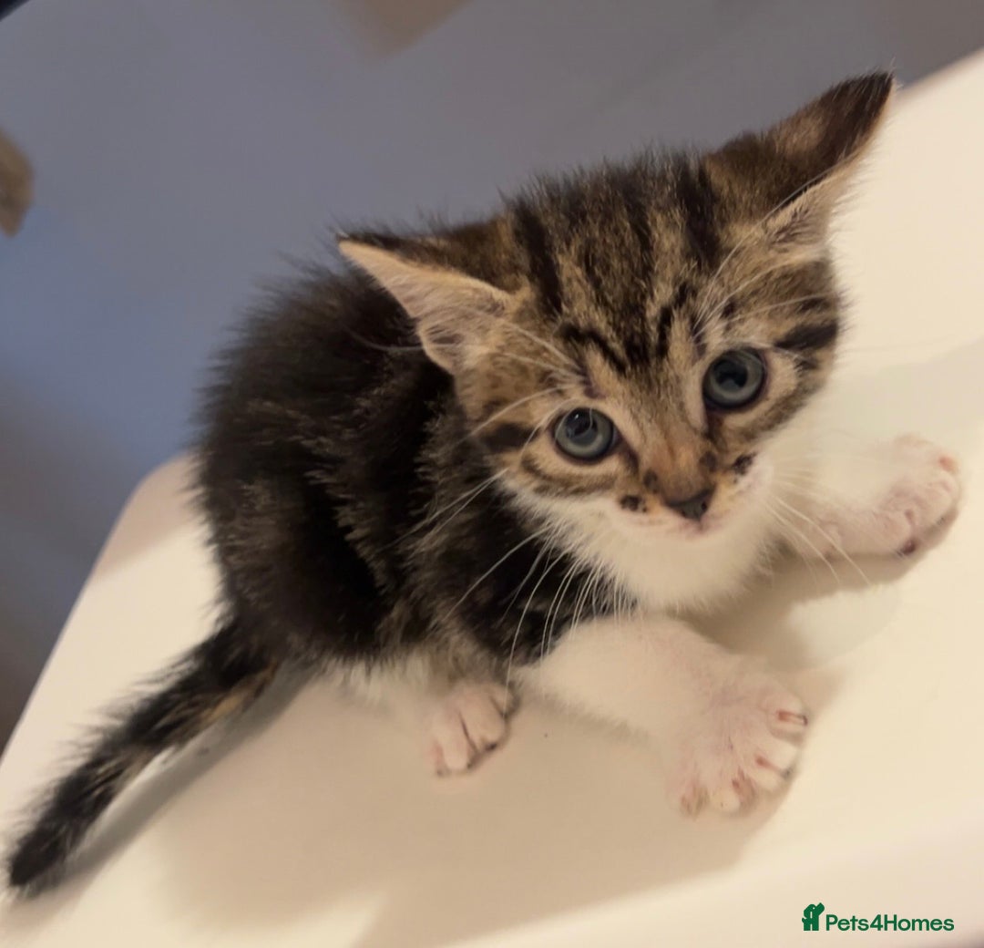 British Shorthair cats for sale: Kittens for sale taking offers  - Image 2