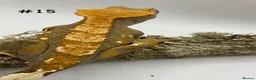 Gecko reptiles for sale: Adult + Juvenile Crested Geckos inc. Lilly Whites - Advert 29