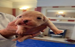 Boxer dogs for sale: Boxer Puppies from Health Testd Parents  - Image 9