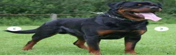 Rottweiler dogs for sale: Chunky Rottweiler puppies  - Advert 5