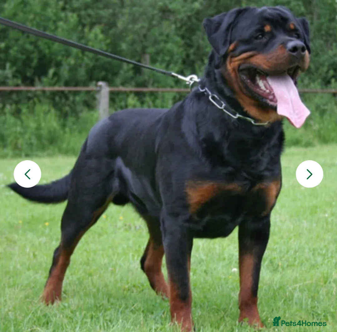 Rottweiler dogs for sale: Chunky Rottweiler puppies  - Advert 5
