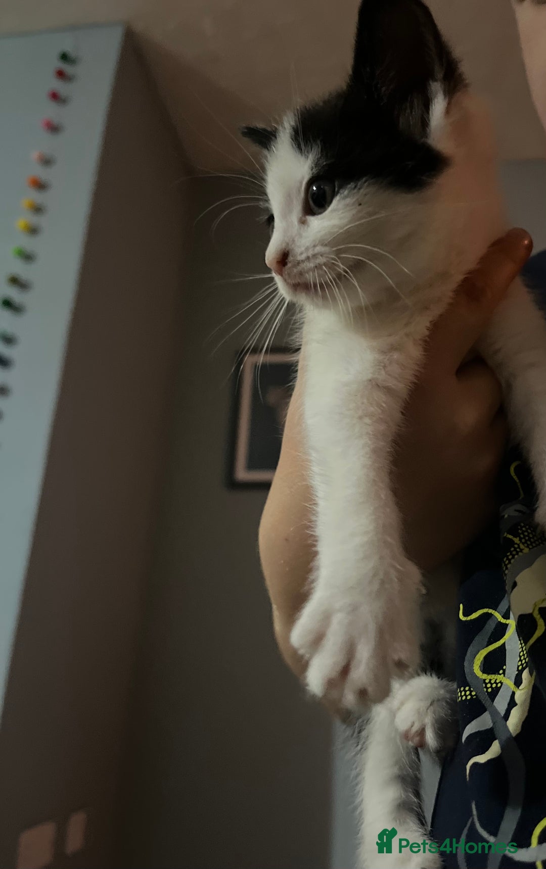 Mixed Breed cats for sale: Gorgeous family kittens nearly ready for new homes - Image 5