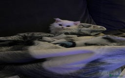 Persian cats for sale: 1 year old Persian Cat to be rehomed.  - Advert 4