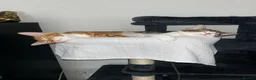 Mixed Breed cats for sale: Beautiful Bengal × Domestic shorthair Kittens 🐾 - Advert 11