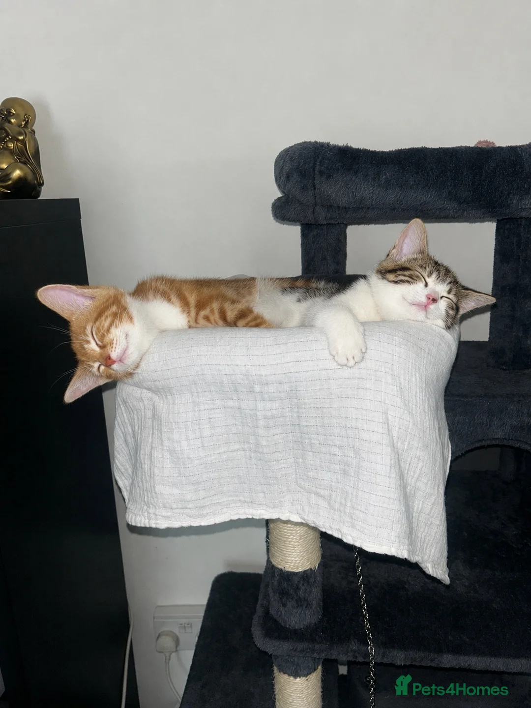 Mixed Breed cats for sale: Beautiful Bengal × Domestic shorthair Kittens 🐾 - Advert 11