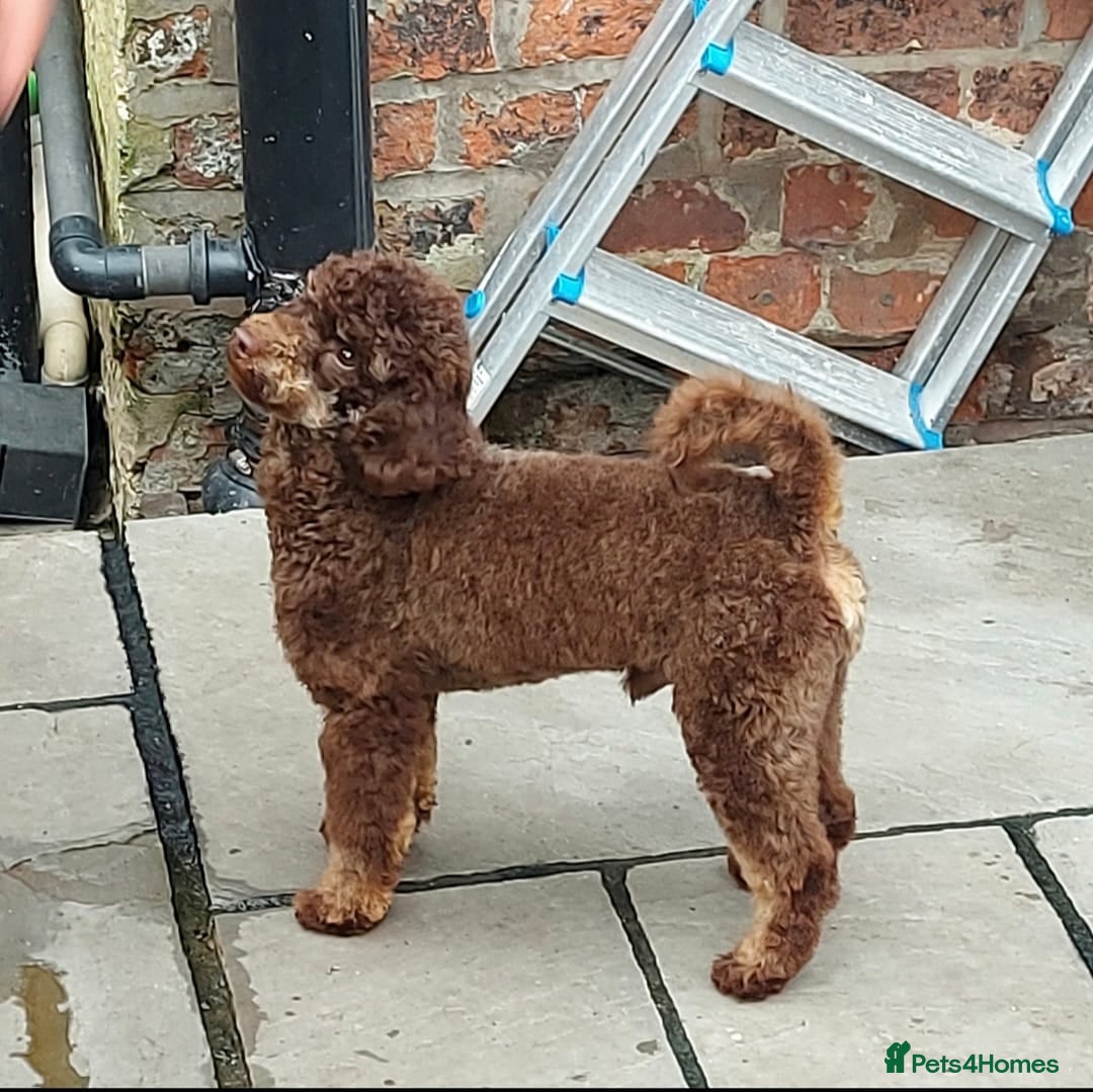 Toy Poodle dogs for stud: KC Reg Fully Health Tested Chocolate Phantom Toy in Southampton - Advert 6