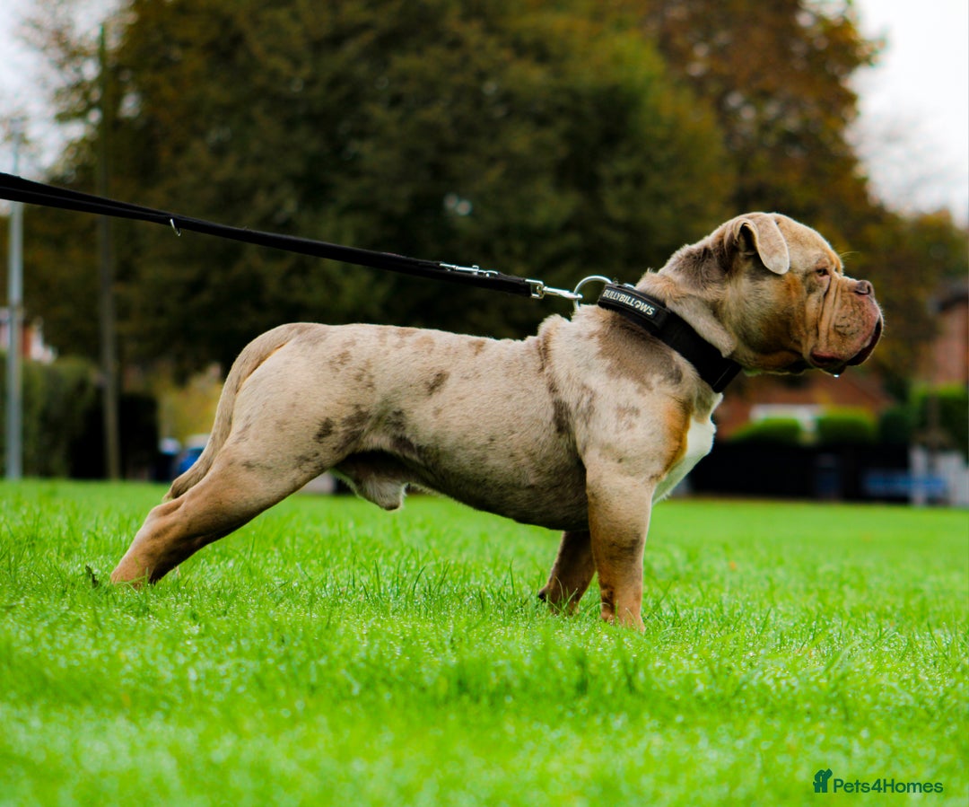 Olde English Bulldogge dogs for stud: ❄️ICEMAN❄️ in Nottingham - Advert 5