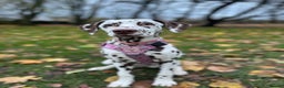 Dalmatian dogs for sale: River  - Advert 9