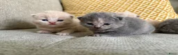 British Shorthair cats for sale: British shorthair kittens.  - Advert 7