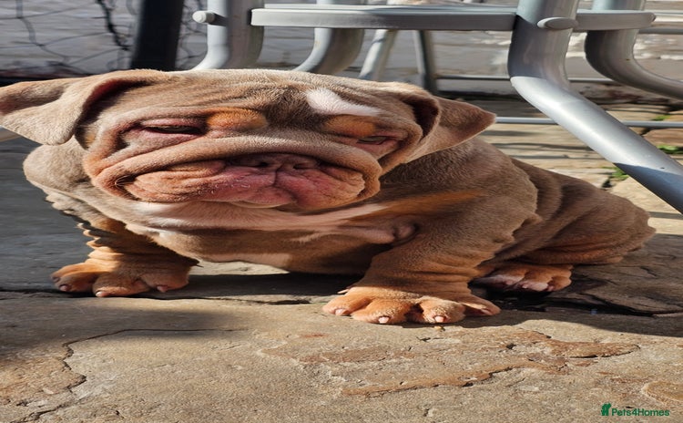 English Bulldog dogs - Advert 1