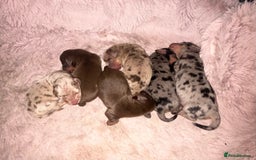 Miniature Dachshund dogs for sale: Mini Dachshund Pups- KC DOB 17/8/25 - Image 7