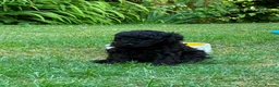 Toy Poodle dogs for sale: Stunning litter of Toy Poodles  - Advert 8