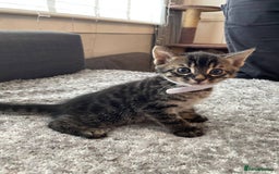 Bengal cats for sale: Charcoal Bengal kitten  - Image 14