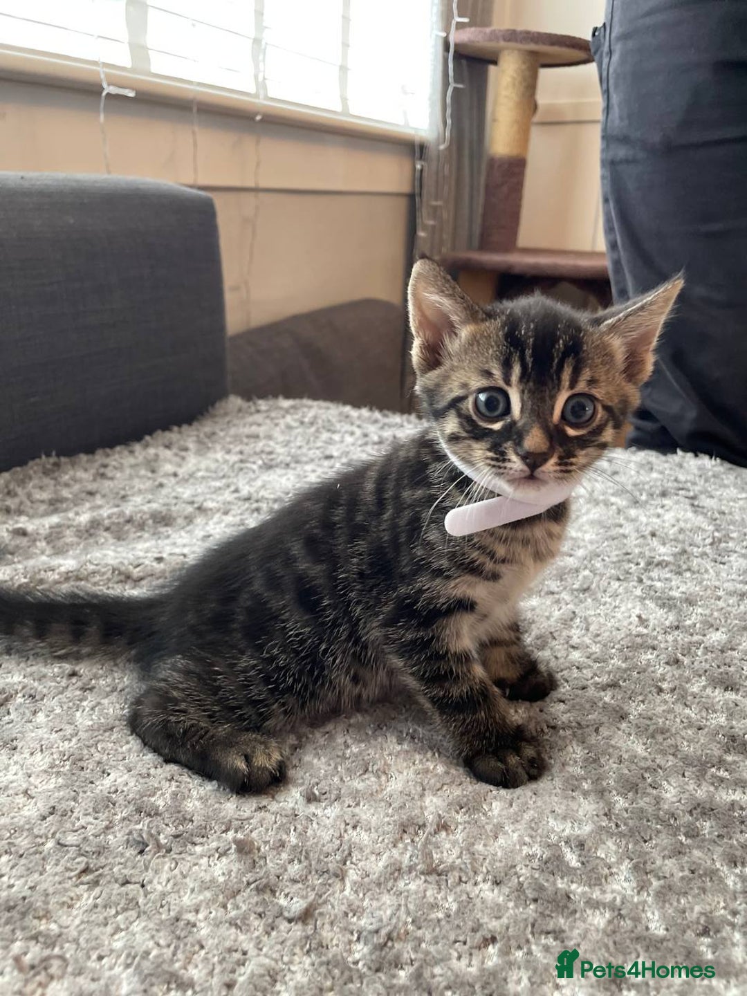 Bengal cats for sale: Charcoal Bengal kitten  - Image 14